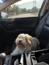 Lost Male Dog last seen kingsrow, Denton, TX 76209