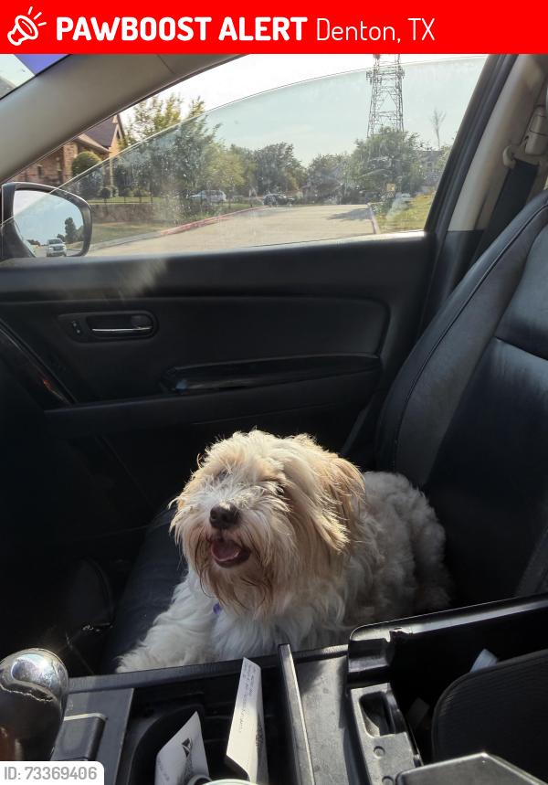 Lost Male Dog last seen kingsrow, Denton, TX 76209