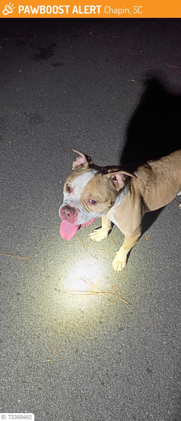 Found/Stray Male Dog last seen Cove Launch Ct, Chapin, SC 29036, Chapin, SC 29036