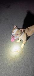 Found/Stray Male Dog last seen Cove Launch Ct, Chapin, SC 29036, Chapin, SC 29036