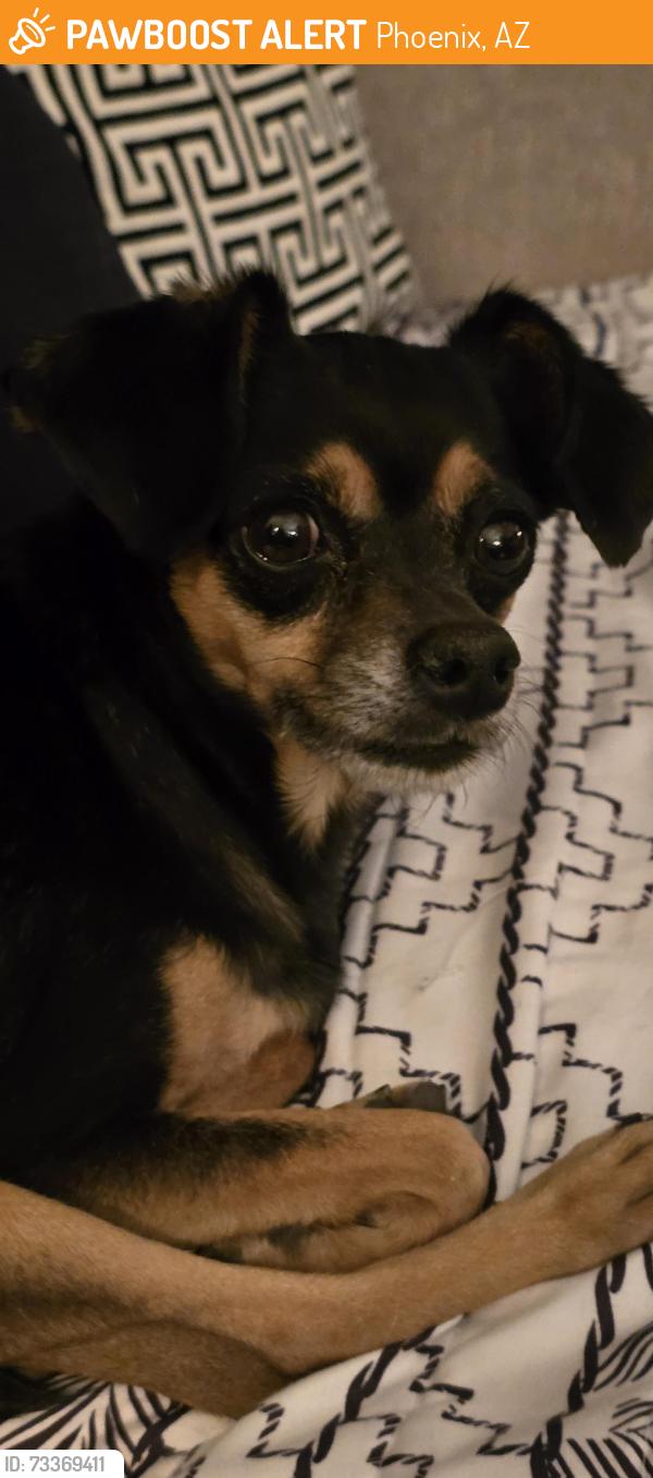Found/Stray Male Dog last seen 43rd ave, Phoenix, AZ 85003