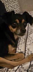 Found/Stray Male Dog last seen 43rd ave, Phoenix, AZ 85003