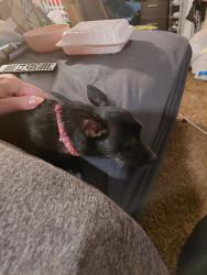 Lost Male Dog last seen Ford and Peoria, Aurora, CO 80012