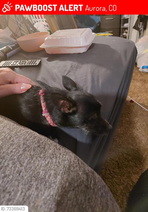Lost Male Dog last seen Ford and Peoria, Aurora, CO 80012