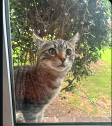 Lost Female Cat last seen Glenwood rd, Decatur, GA 30032