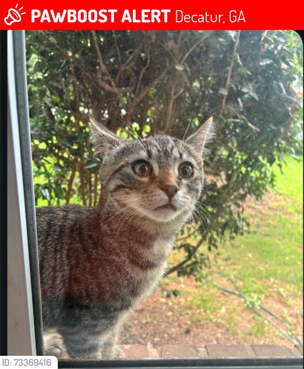 Lost Female Cat last seen Glenwood rd, Decatur, GA 30032
