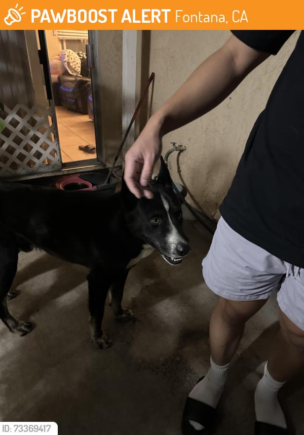Found/Stray Male Dog last seen Woodland Dr and Banana Ave, Fontana, CA 92337