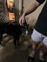 Found/Stray Male Dog last seen Woodland Dr and Banana Ave, Fontana, CA 92337