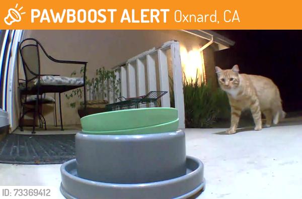 Found/Stray Unknown Cat last seen Pyrite & Ebony Oxnard, Oxnard, CA 93030