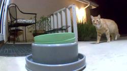 Found/Stray Unknown Cat last seen Pyrite & Ebony Oxnard, Oxnard, CA 93030