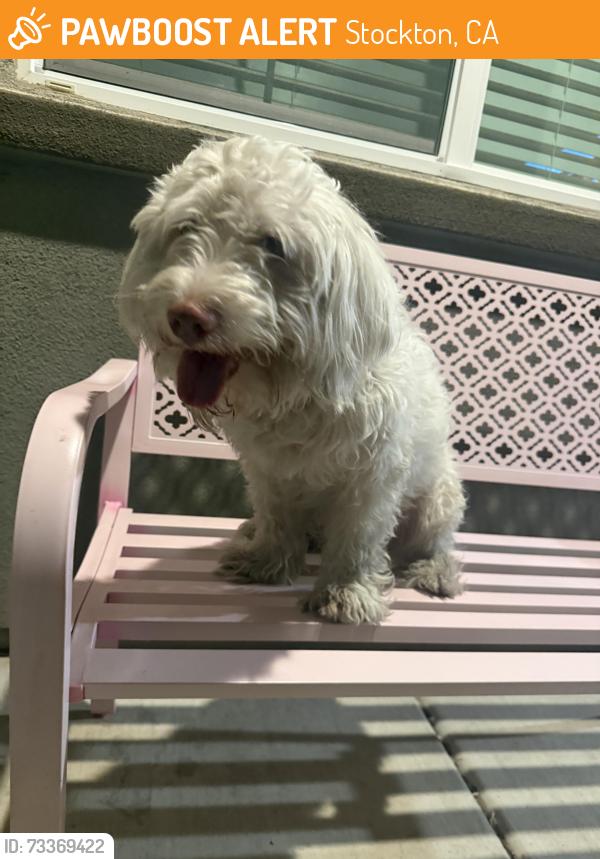 Found/Stray Male Dog last seen Main st, Stockton, CA 95215
