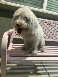 Found/Stray Male Dog last seen Main st, Stockton, CA 95215