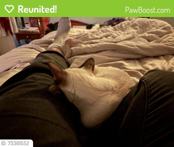 Reunited Female Cat last seen Pilgrim Rd and Cloville Ave, Baltimore, MD 21214