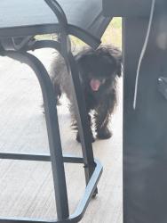 Found/Stray Female Dog last seen Oak knoll ln, Elm Mott, TX 76640
