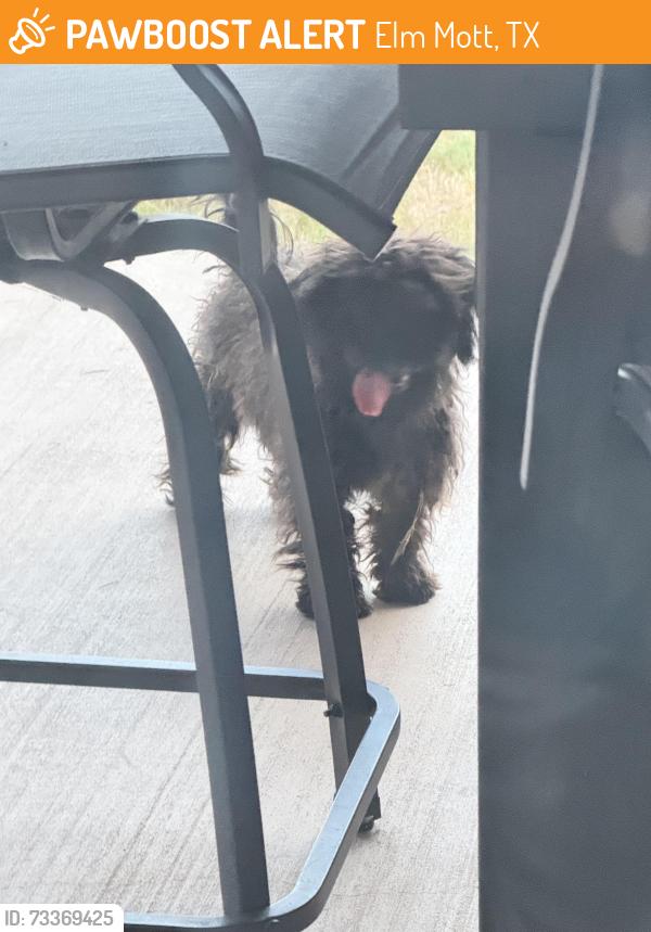 Found/Stray Female Dog last seen Oak knoll ln, Elm Mott, TX 76640