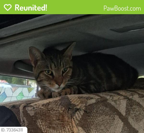 Reunited Female Cat last seen off payback at end of culdisac,close to carriage ln & edge hill rd.on each side,or up hill to henkect, Woodcliff Lake, NJ 07677