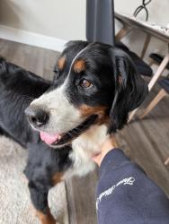 Reunited Female Dog last seen Leicester Highway & Whisper Mountain Drive, Leicester, NC 28748