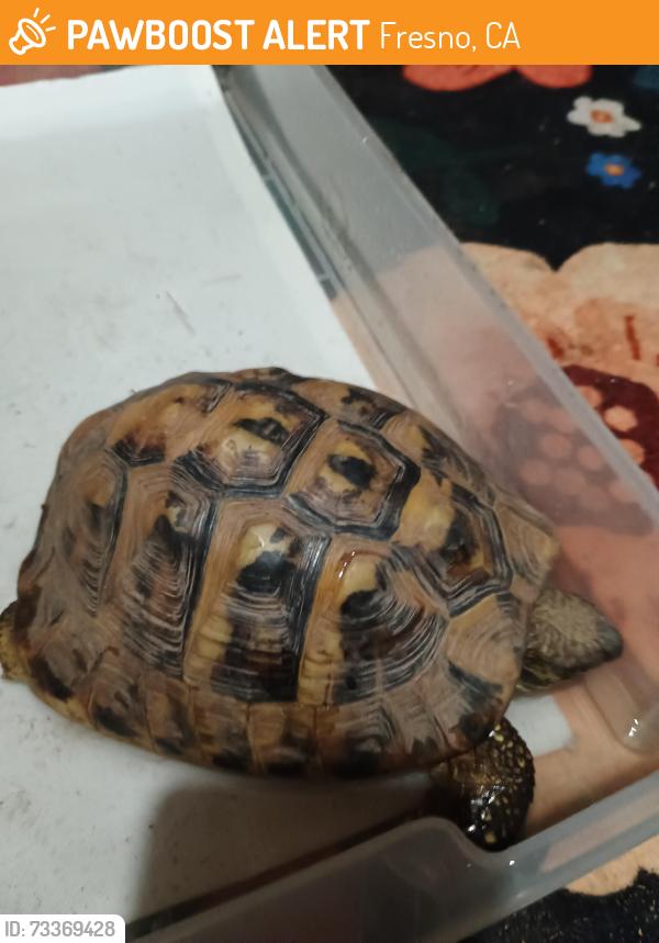 Found/Stray Unknown Reptile last seen Crystal st and dudley ave, Fresno, CA 93728