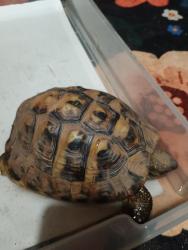 Found/Stray Unknown Reptile last seen Crystal st and dudley ave, Fresno, CA 93728