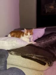Lost Male Cat last seen Near bajada dr nw, Albuquerque, NM 87114
