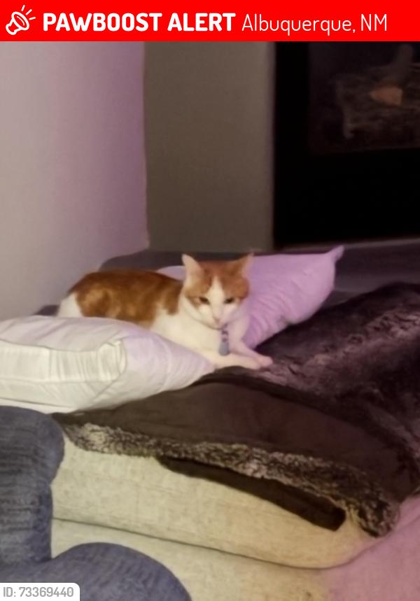 Lost Male Cat last seen Near bajada dr nw, Albuquerque, NM 87114