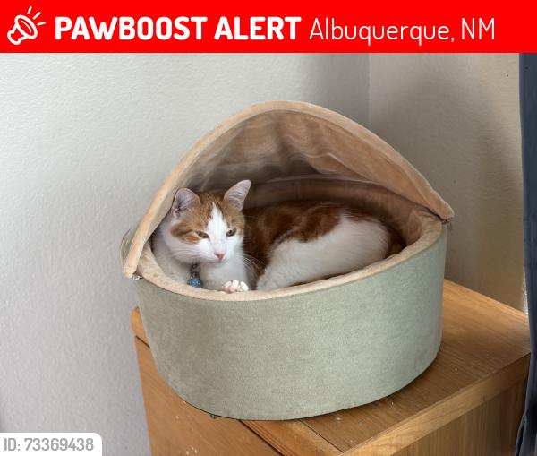Lost Male Cat last seen Paradise and Justin, Albuquerque, NM 87114