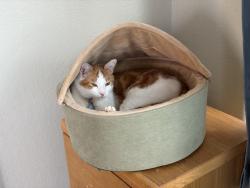 Lost Male Cat last seen Paradise and Justin, Albuquerque, NM 87114