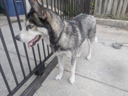 Found/Stray Male Dog last seen Old Hwy 90 and 37th St., San Antonio, TX 78237