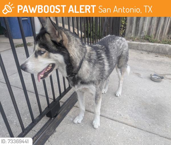 Found/Stray Male Dog last seen Old Hwy 90 and 37th St., San Antonio, TX 78237