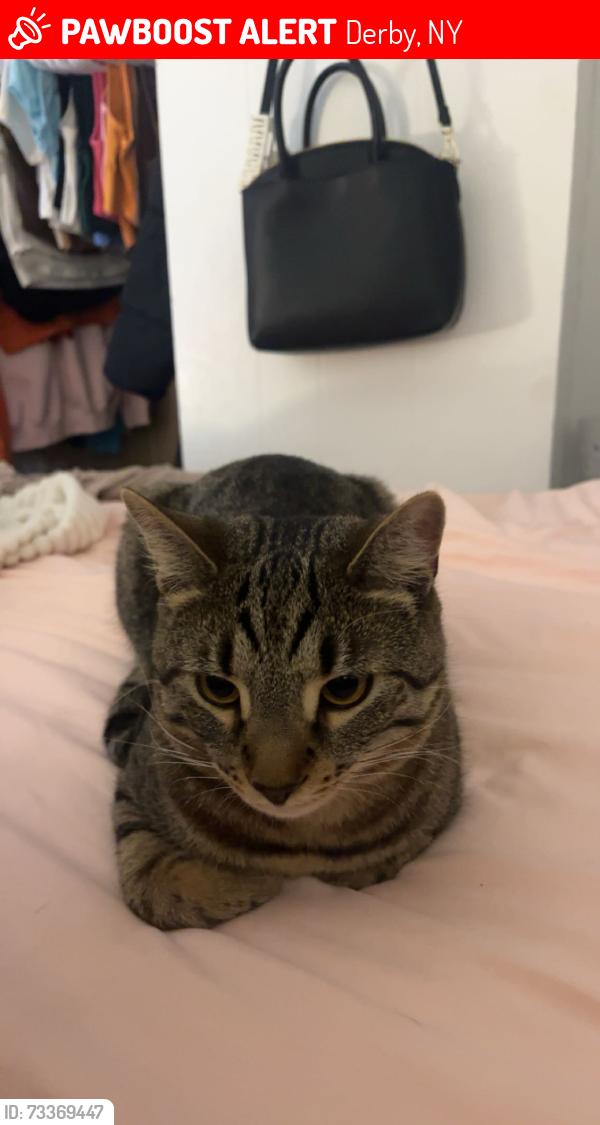 Lost Male Cat last seen South creek, Derby, NY 14047