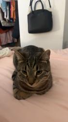 Lost Male Cat last seen South creek, Derby, NY 14047