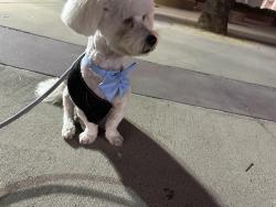 Reunited Male Dog last seen Unknown, Azusa, CA 91702