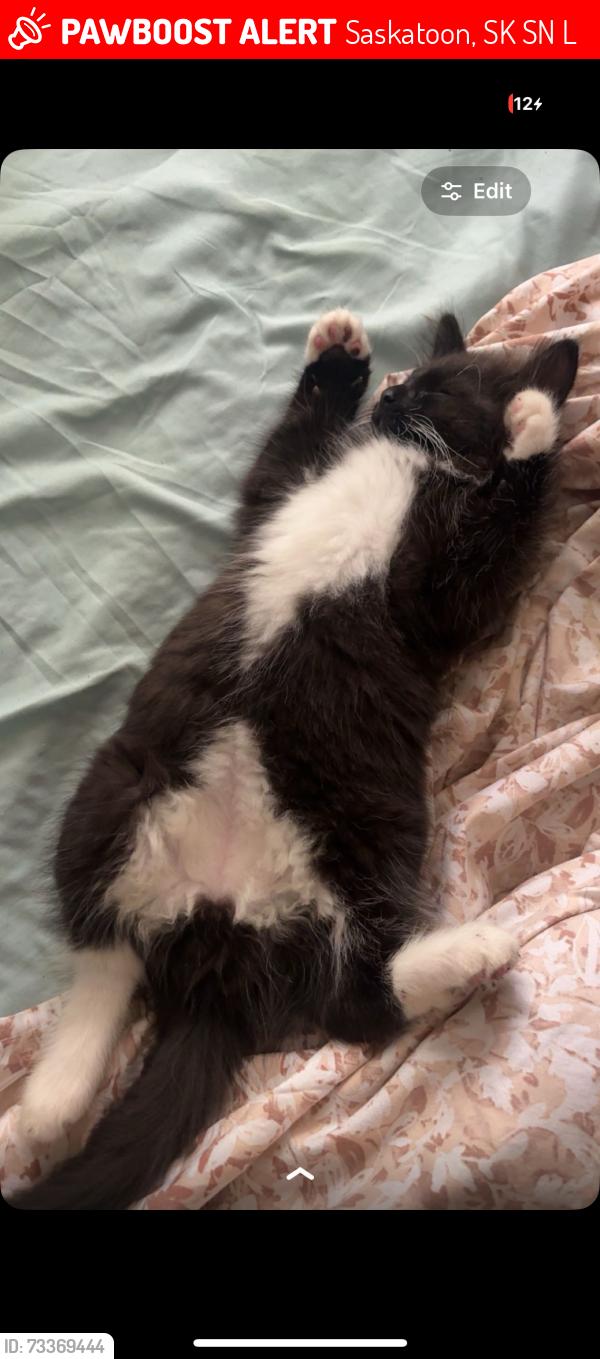 Lost Male Cat last seen Bottomley Avenue N, Saskatoon, SK S7N 1L3