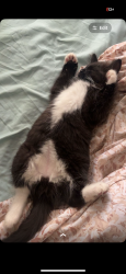 Lost Male Cat last seen Bottomley Avenue N, Saskatoon, SK S7N 1L3