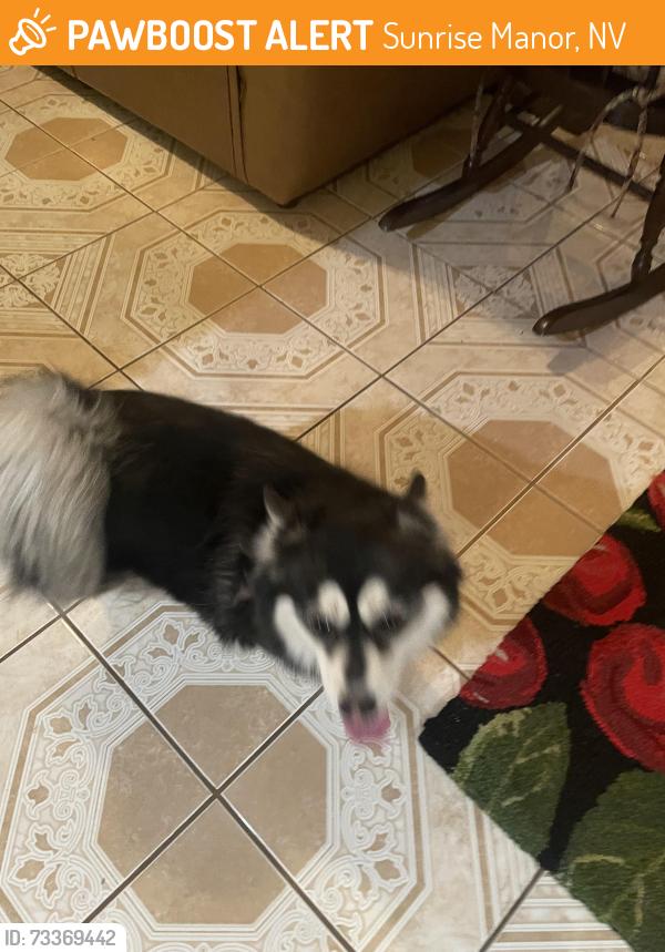 Found/Stray Female Dog last seen Mahogany and morning break ct, Sunrise Manor, NV 89142