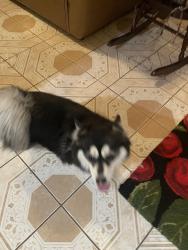 Found/Stray Female Dog last seen Mahogany and morning break ct, Sunrise Manor, NV 89142