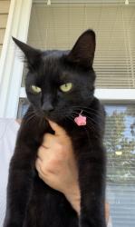 Lost Female Cat last seen East Franklin street and Union, Shawnee, OK 74804