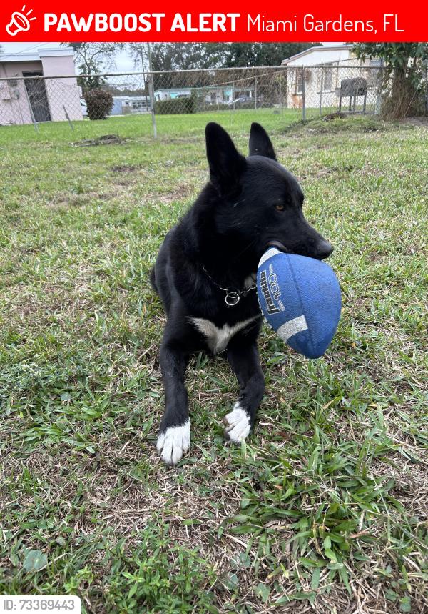 Lost Male Dog last seen Near St. NW 18th Place, Miami Gardens, FL 33056