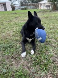 Lost Male Dog last seen Near St. NW 18th Place, Miami Gardens, FL 33056