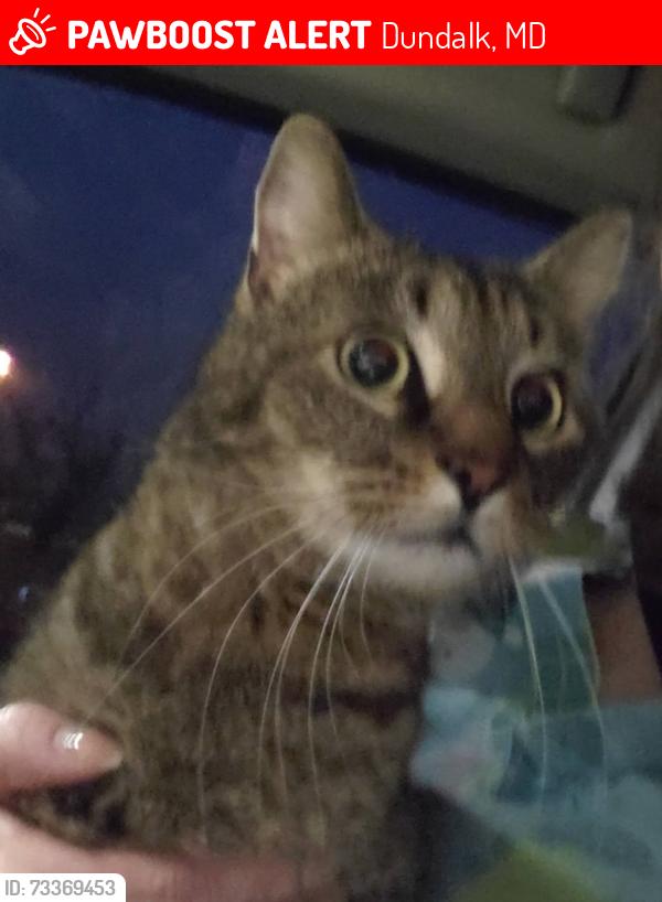 Lost Male Cat last seen Meadow & German Hill, Dundalk, MD 21222