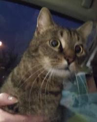 Lost Male Cat last seen Meadow & German Hill, Dundalk, MD 21222