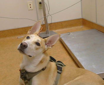 Shelter Stray Female Dog last seen , 3839 Bradshaw Rd, Sacramento, CA 95827, USA