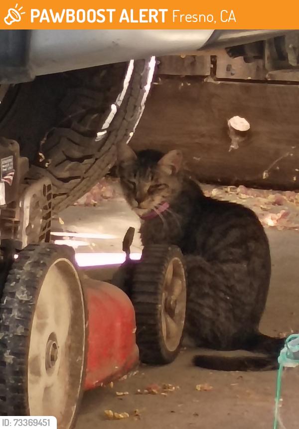 Found/Stray Female Cat last seen College and Pontiac way, Fresno, CA 93705