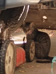 Found/Stray Female Cat last seen College and Pontiac way, Fresno, CA 93705