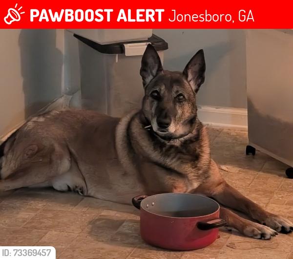 Lost Male Dog last seen Labelle and Iron Gate, Jonesboro, GA 30238