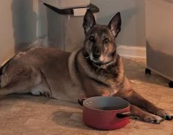Lost Male Dog last seen Labelle and Iron Gate, Jonesboro, GA 30238