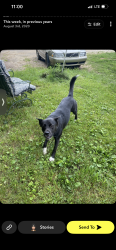 Lost Male Dog last seen Near Hillview dr metamora, Metamora, MI 48455