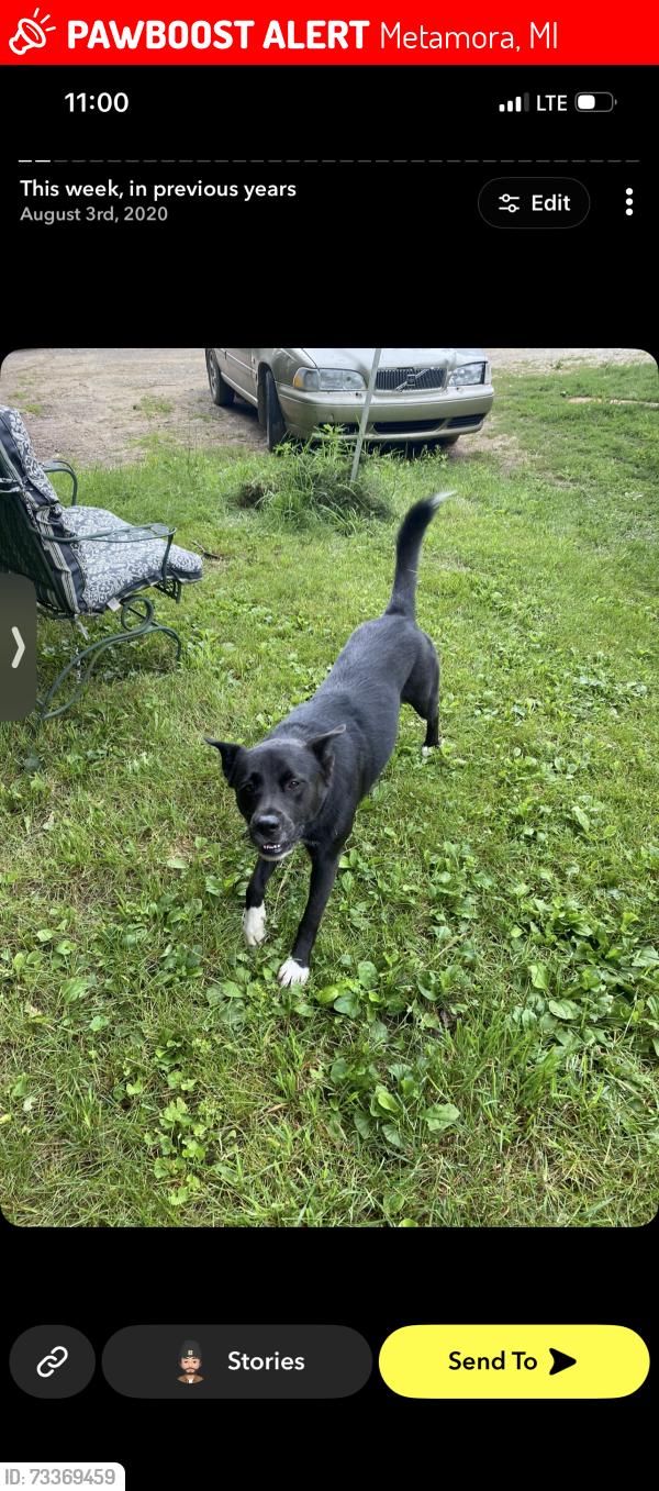 Lost Male Dog last seen Near Hillview dr metamora, Metamora, MI 48455