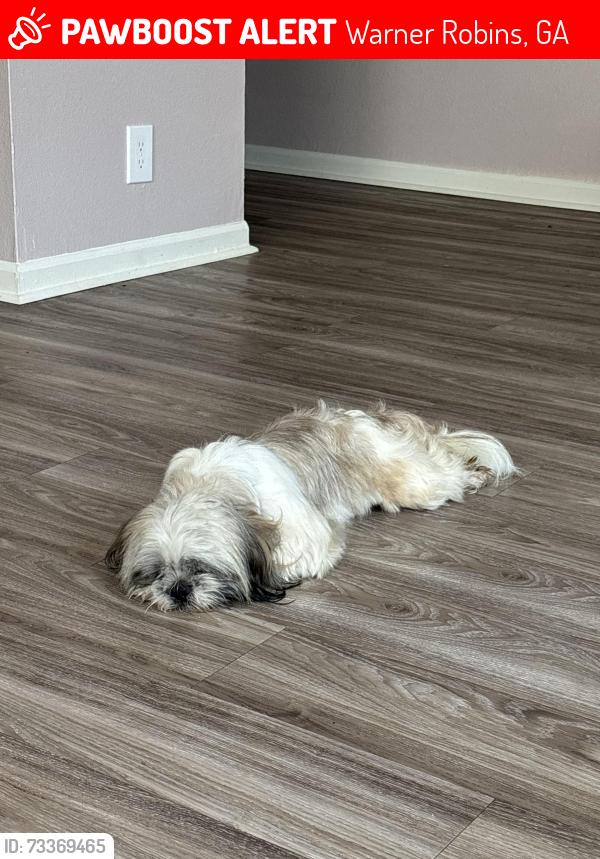 Lost Male Dog last seen Near mclellan st, Warner Robins, GA 31098
