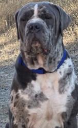 Reunited Male Dog last seen Whiskey creek, Valley Springs, CA 95252